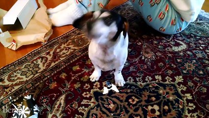 Are you a cat person or dog person?