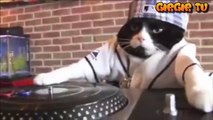 Karizması Fulll Çeken Dj Kedi....