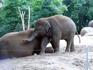Cute baby elephant rides his mother