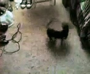 Rocky Chasing his tail