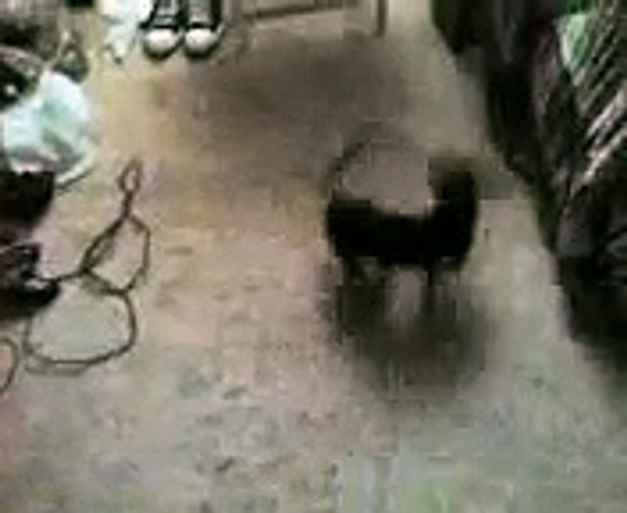 Rocky Chasing his tail