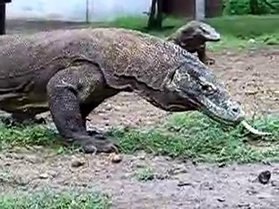 Komodo Dragons on Rinca in Indonesia