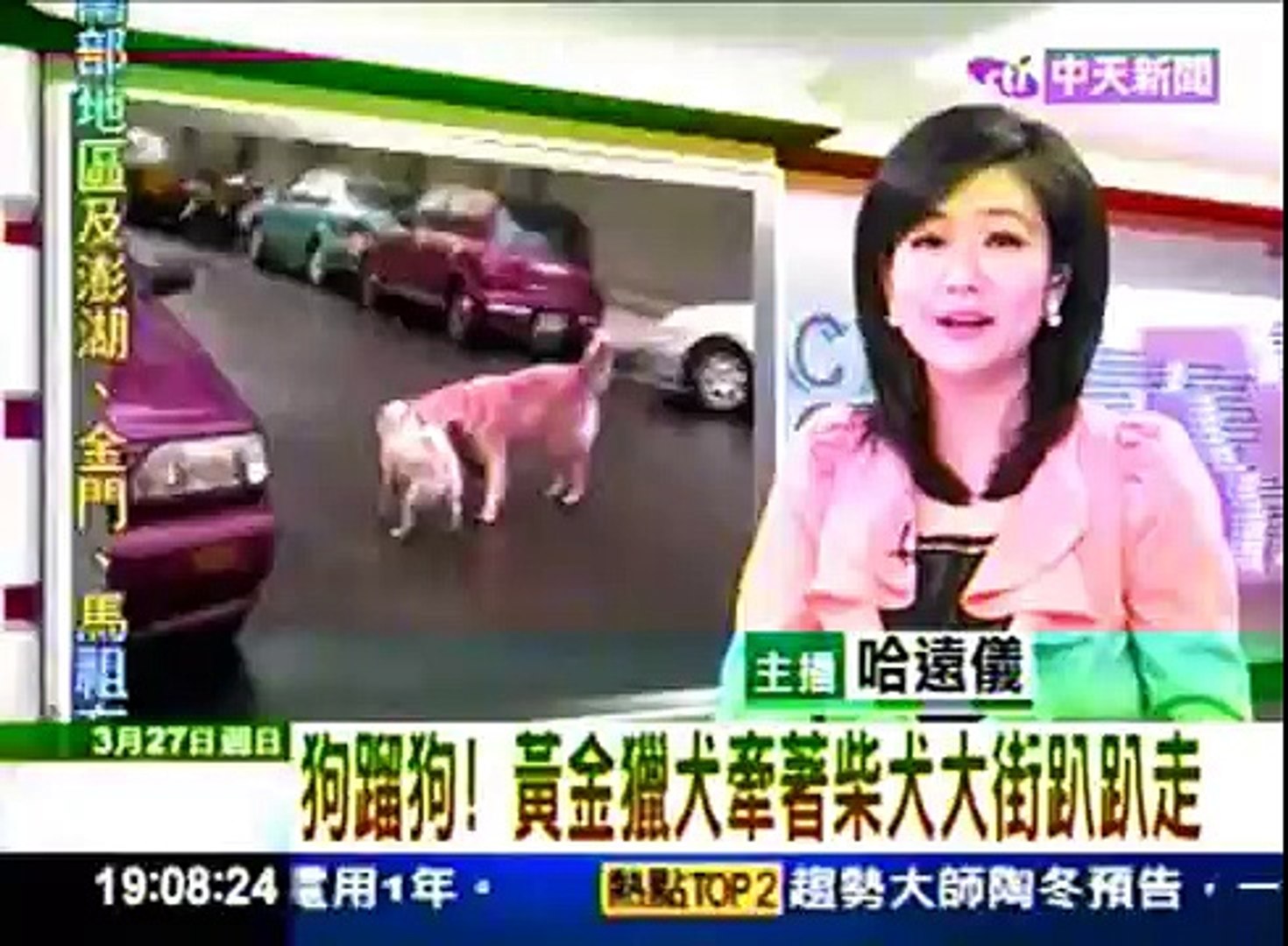 狗蹓狗！黃金獵犬牽柴犬(20110327中天新聞)