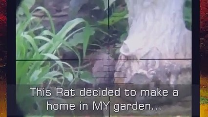 Slow Motion Airgun Bird & Rat Hunting #15