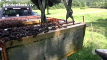 How to Harvest Honey Beekeeping : GardenFork.TV