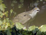 Falco pellegrino (Falco peregrinus): azione di caccia su Piccione domestico (Columba livia)