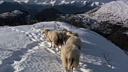 Working Kelpie in the mountains of Norway