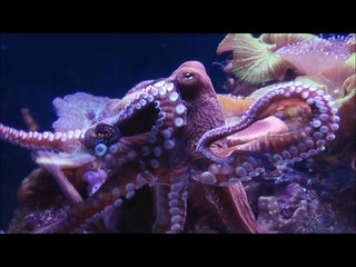 ‪Eilat Vacation with Genesis Boutique Travel‬‏