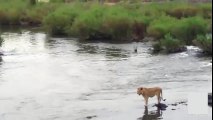 Crocodile vs Lion  timsah nehirden geçen aslana saldırıyor