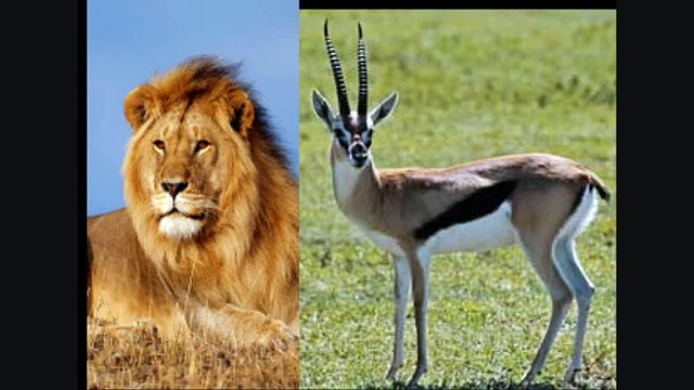 Chuck norris facts ITA 2015