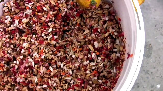 Kod Adı : Şampiyon - Posta Güvercinleri ve Yarışları - Bölüm 3/4