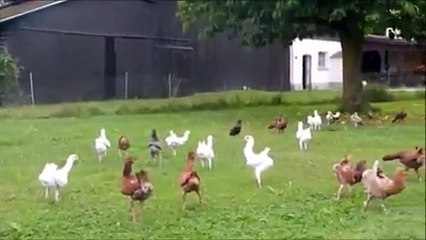 Bunlar Güvercin mi Tavuk mu Belli Değil