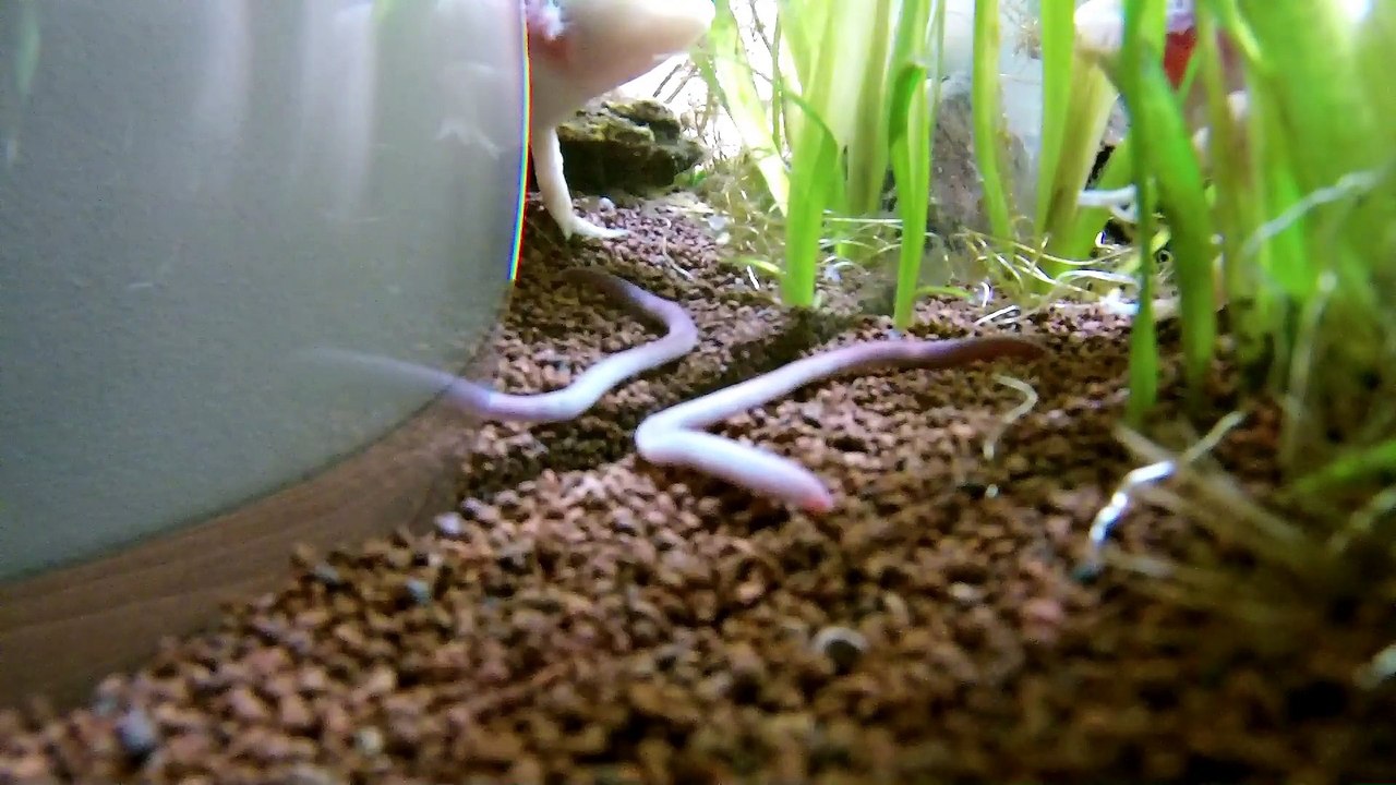 ponyo VS verre de terre