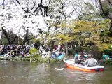 Sakura Love Boat :)
