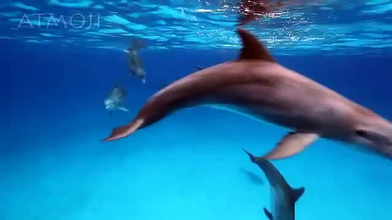 Bottlenose Dolphins