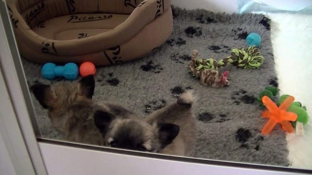 Bébés Havane d'or 6 semaines