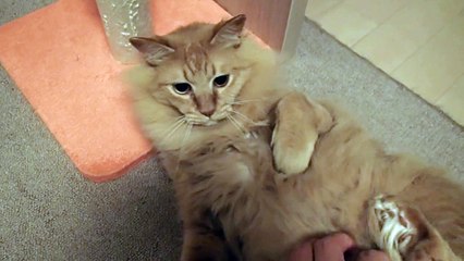 ゴンに撫で撫で攻撃したら猫パンチしてきた