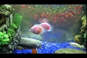 Beautiful Jellybean Jelly Bean fish or Jellybean Cichlid - Discus, Gourami, Barb, Cichlid