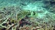 Cuttlefish at Bait Reef