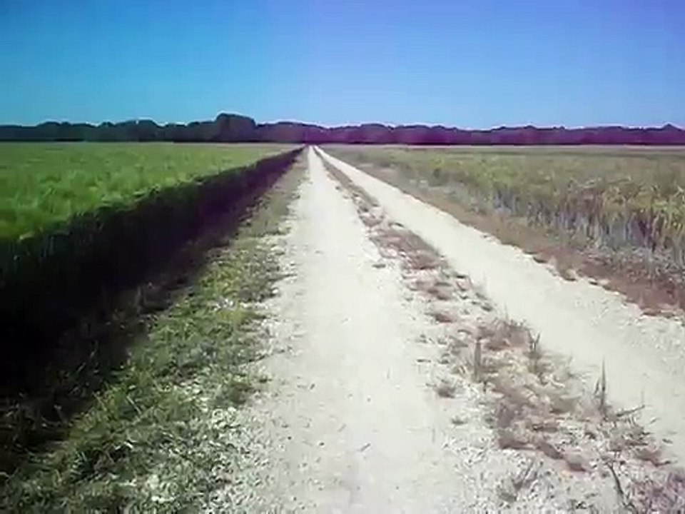Cri renarde