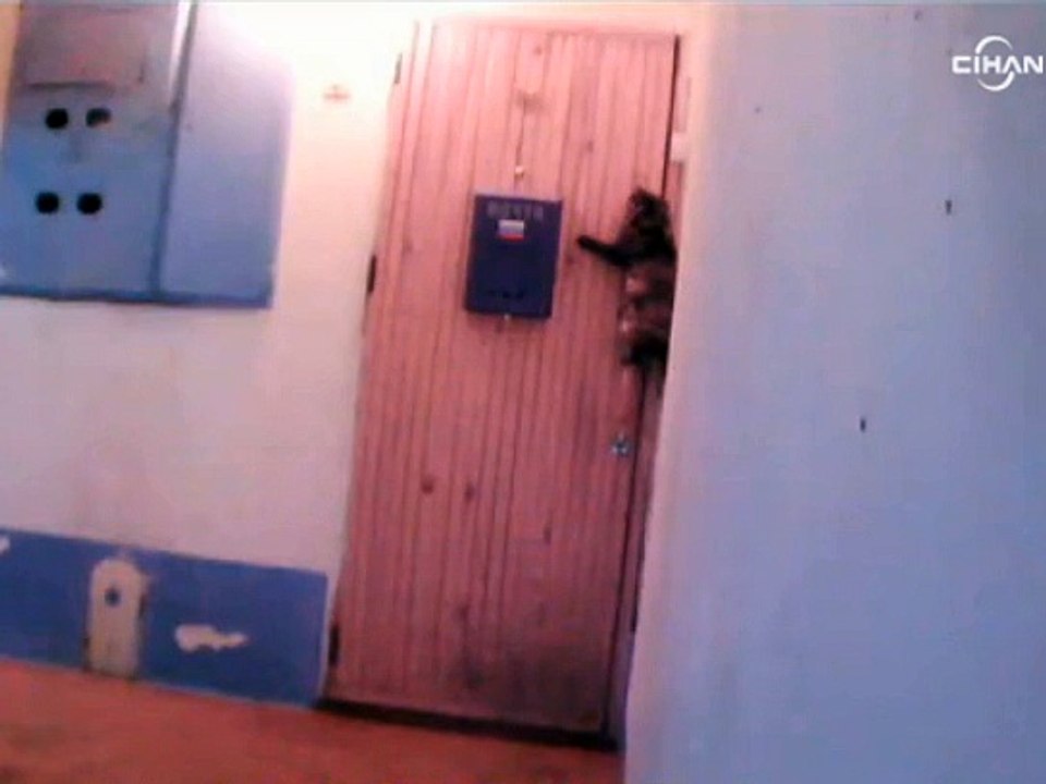 Kapının zilini çalarak içeri giren kedinin görüntüsü büyük ilgi görüyor