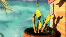 Consejos para el jardín: cómo plantar un cactus - consejos para cactus