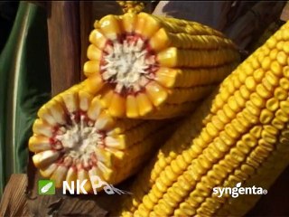 “Puno rodi i lako se bere!”, SY Sincero, Syngenta_397_25.04.2015.