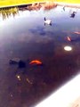 Fish swiming in the water