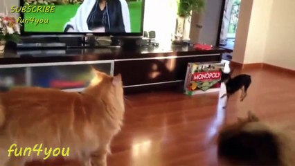 Cat Is Very Patient With This Dog!! ★ funny cats, cute cats, cute kitten, crazy cats, hilarious cats