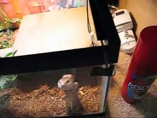 Blue tongue skink interaction