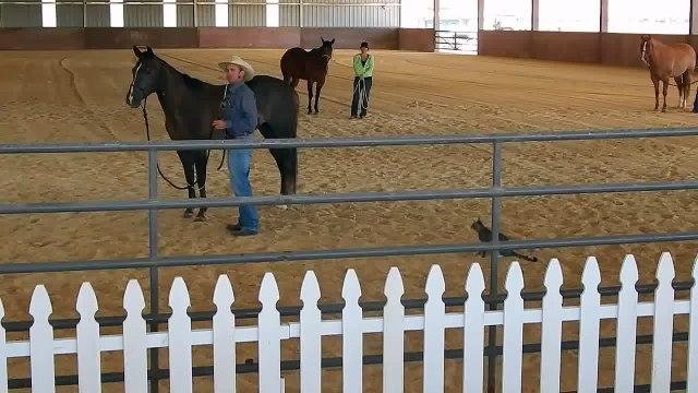 Crazy Cat Attacks Horse