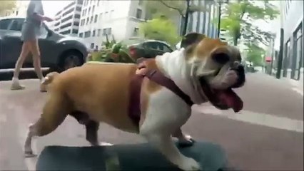 İnsanları Taklid Eden 10 Komik Hayvan