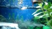 MEU AQUARIO - Diversos (Ciclideos, Ornamentais, Bettas, Guppys e Agulha)