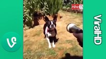 Funny Pets & Animals Vines Compilation 2014 - 2015 | ★VINE EXTRA★