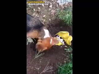 Ölen Yavrusunu Kendisi Gömen Anne Köpeğin Duygusal...