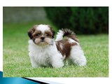 Adorable Shih Tzu Puppies Compilation