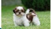 Adorable Shih Tzu Puppies Compilation