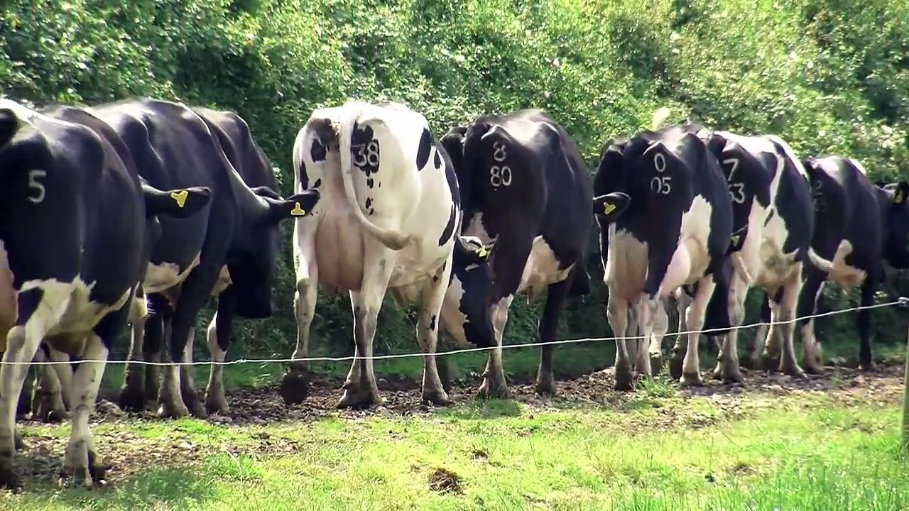Cattle mobility scoring