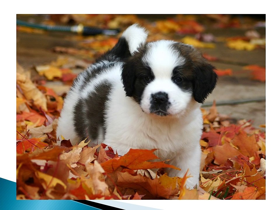 Adorable Saint Bernard Puppies Compilation