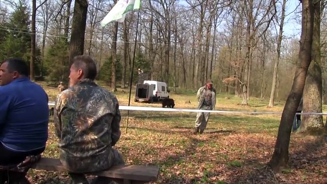Bear baiting