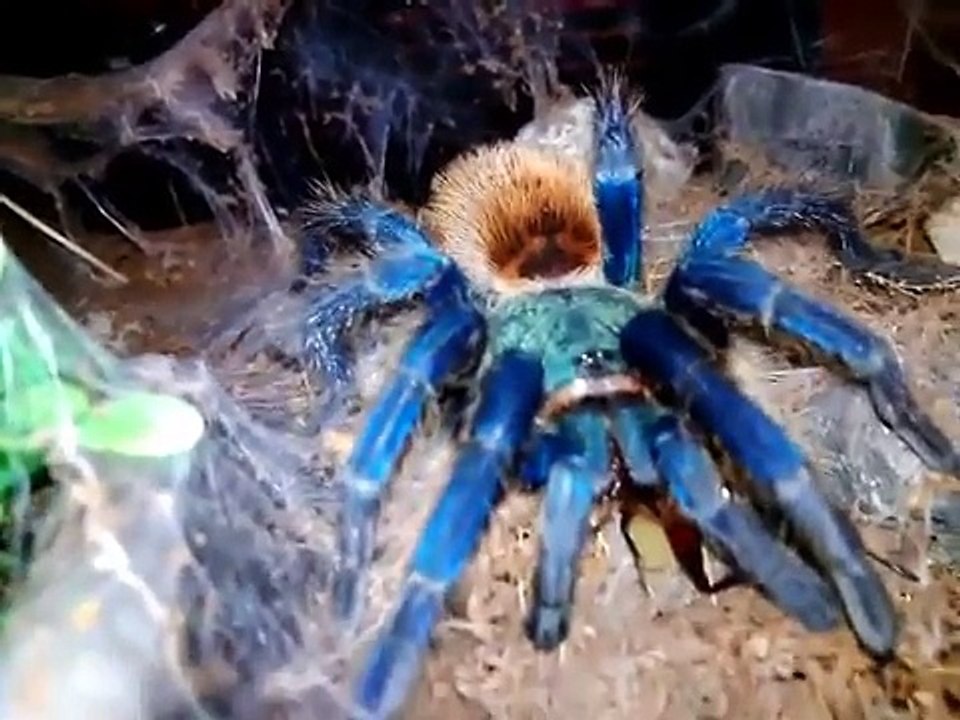Tarantula Feeding (Chaco Golden Knee, GBB, Mexican Red Leg)
