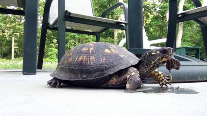 A Box Turtle Eating a Couple of Leopard Slugs