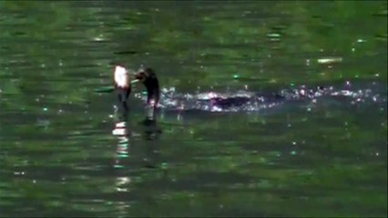 Cormorant Birds Catch Large Fish
