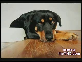 dogs humping legs commercial
