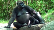The Bronx Zoo | Adorable Baby Gorillas | August 7th, 2014