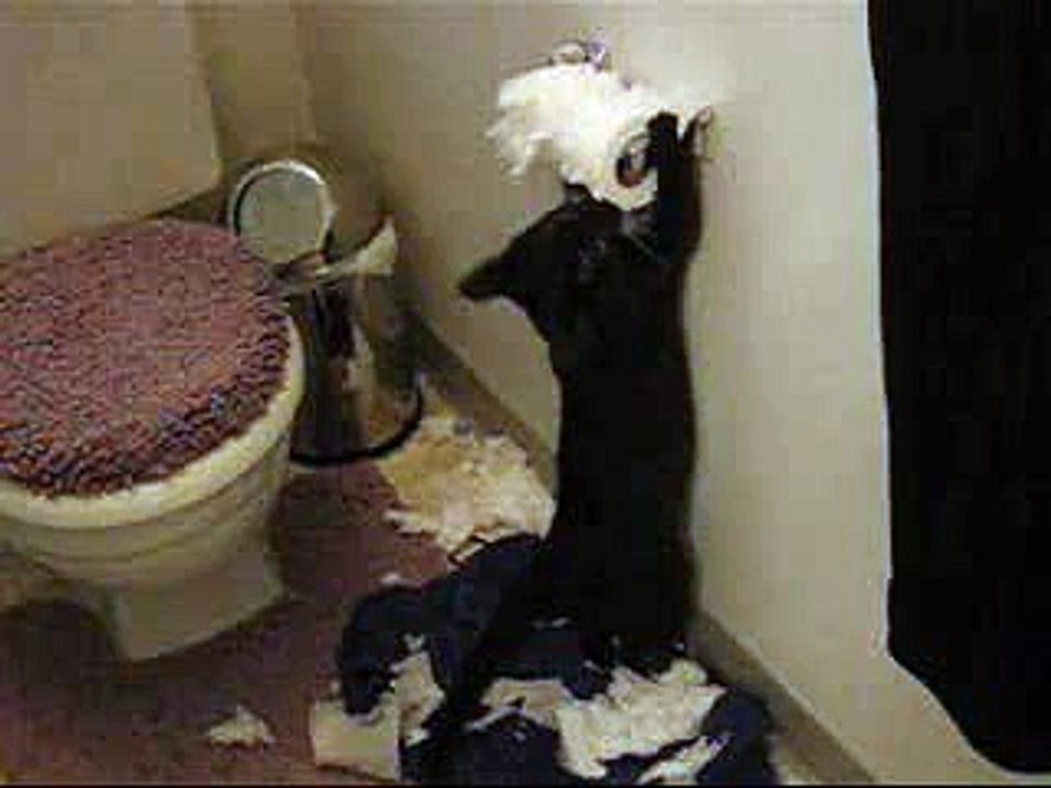 Mad cat video