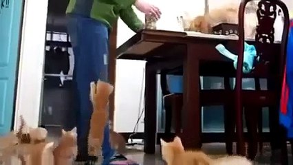Funny Cats Compilation - Funny Cat Videos Ever- Funny Videos - Funny Animals - Funny Animal Videos 4 - Video Dailymotion