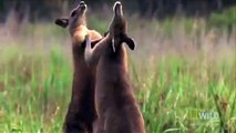 Kanguruların Kavgaları