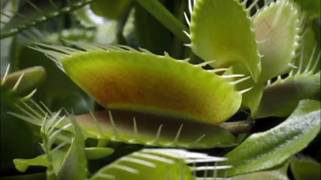 VIDA - Planta carnívora