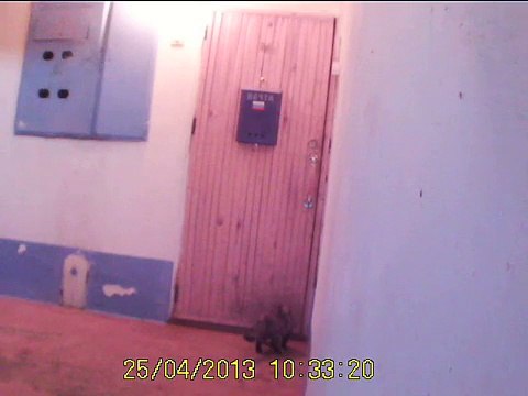 Кошка звонит в звонок к себе домой! Cat calls in a call to his home !